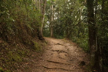 Ichumbi Gorilla Lodge Ichumbi Gorilla Lodge: Waldweg