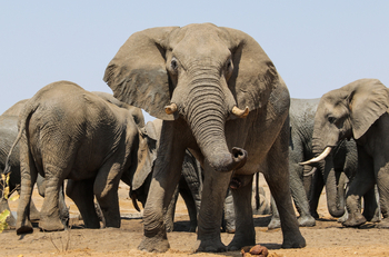 Imvelo Safaris Imvelo Safaris: Elefant frontal