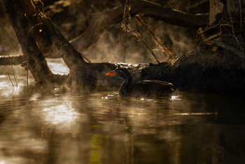 KaingU Safari Lodge: Binsenralle