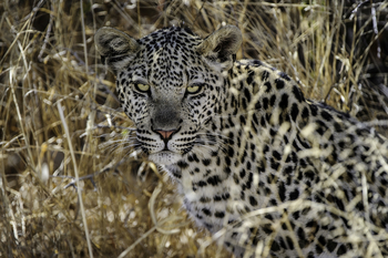 Kalahari Plains Camp: Leopard