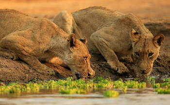 Kavinga Safari Camp: Trinkende Löwinnnen