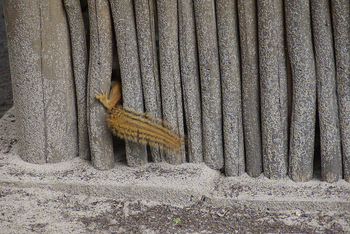 Lebala Camp Lebala Camp: Ground Squirrel Tail