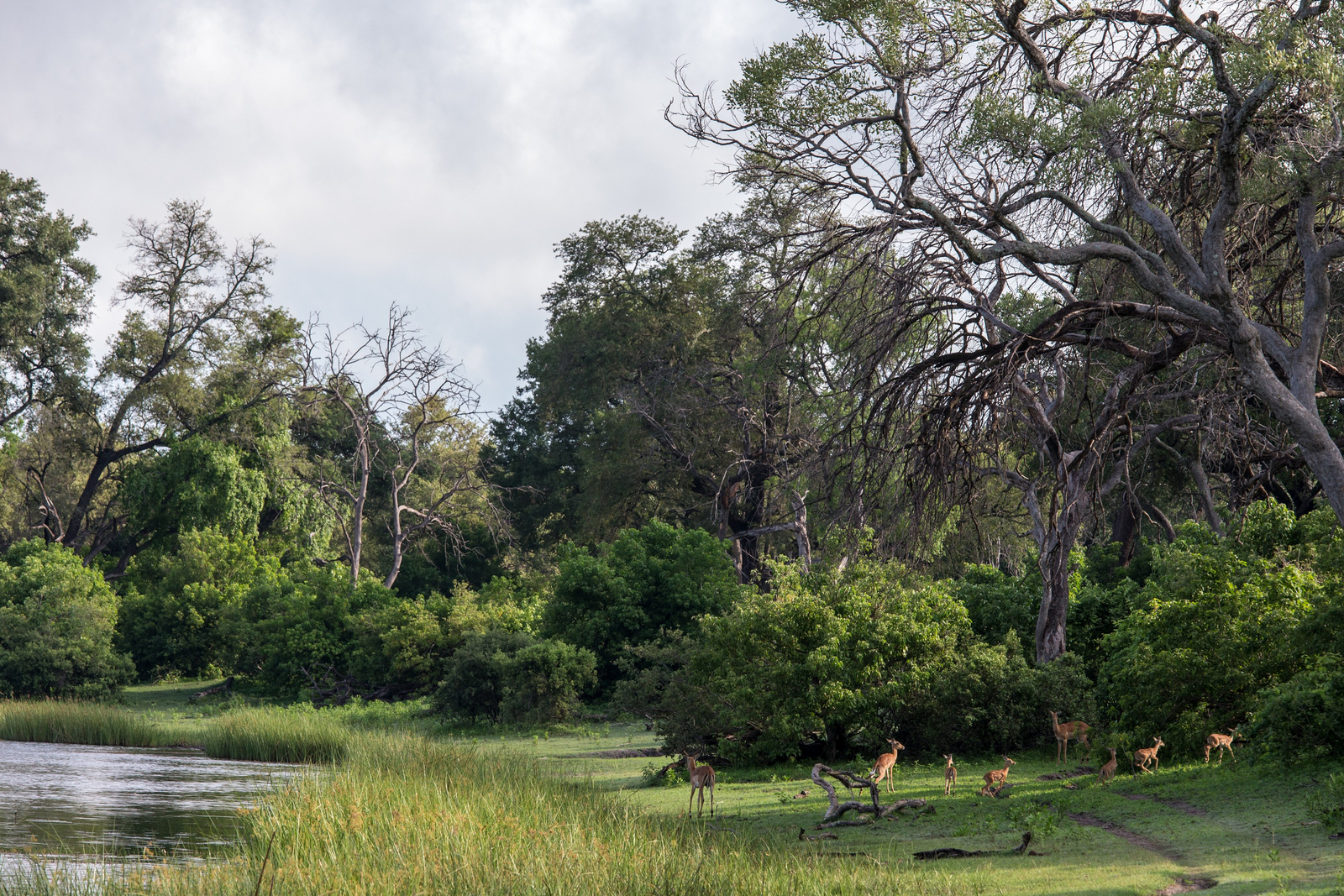 Linyanti Tented Camp Linyanti Tented Camp: Impalas am Ran der Sümpfe