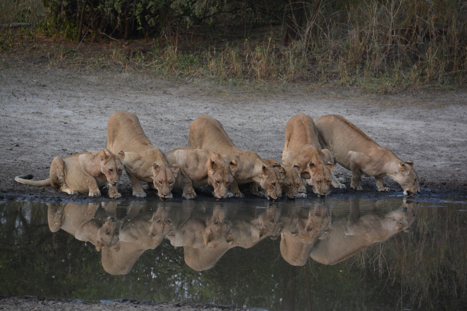 Little Chem Chem Little Chem Chem: Reflektierte Löwen