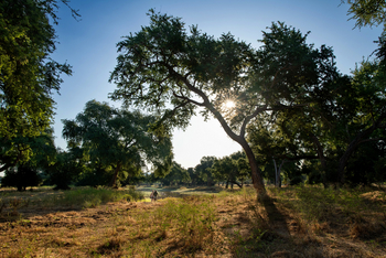 Mana River Camp Mana River Camp: Walking Safari