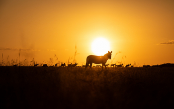 Mara Toto Tree Camp: Zebra im Gegenlicht