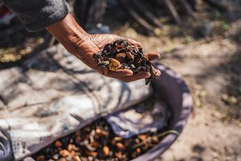 Nata Lodge Nata Lodge: Getrocknete Früchte