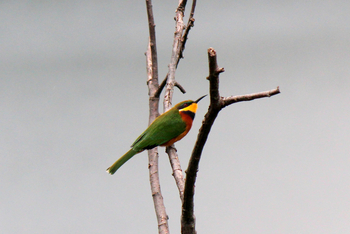 Ndali Lodge: Cinnamon-breasted Bee-Eater