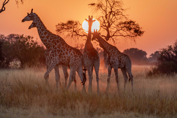North Island Okavango Camp North Island Okavango Camp: Giraffen