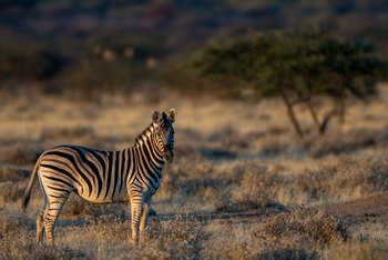 Old Traders Lodge: Aktivitäten