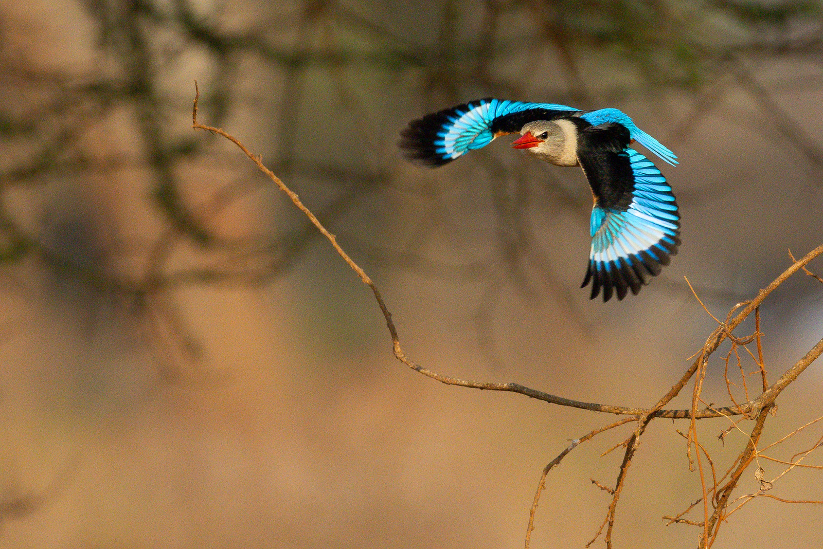 Olkeri Camp Olkeri Camp: Woodland Kingfisher