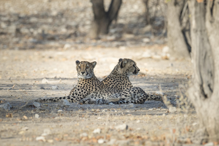 Ongava Reserve