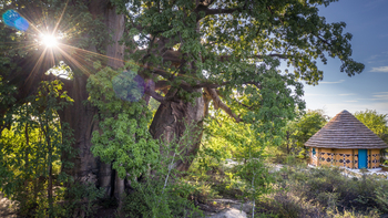 Planet Baobab: Hütte