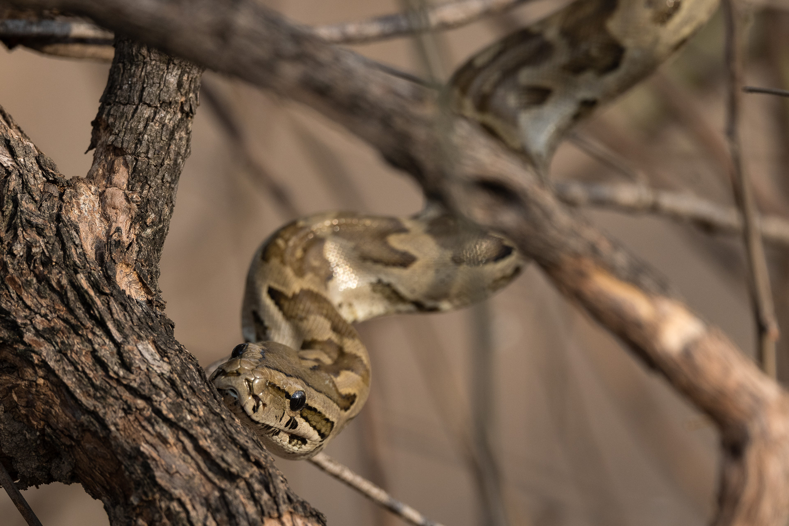 Robin Pope Safaris Robin Pope Safaris