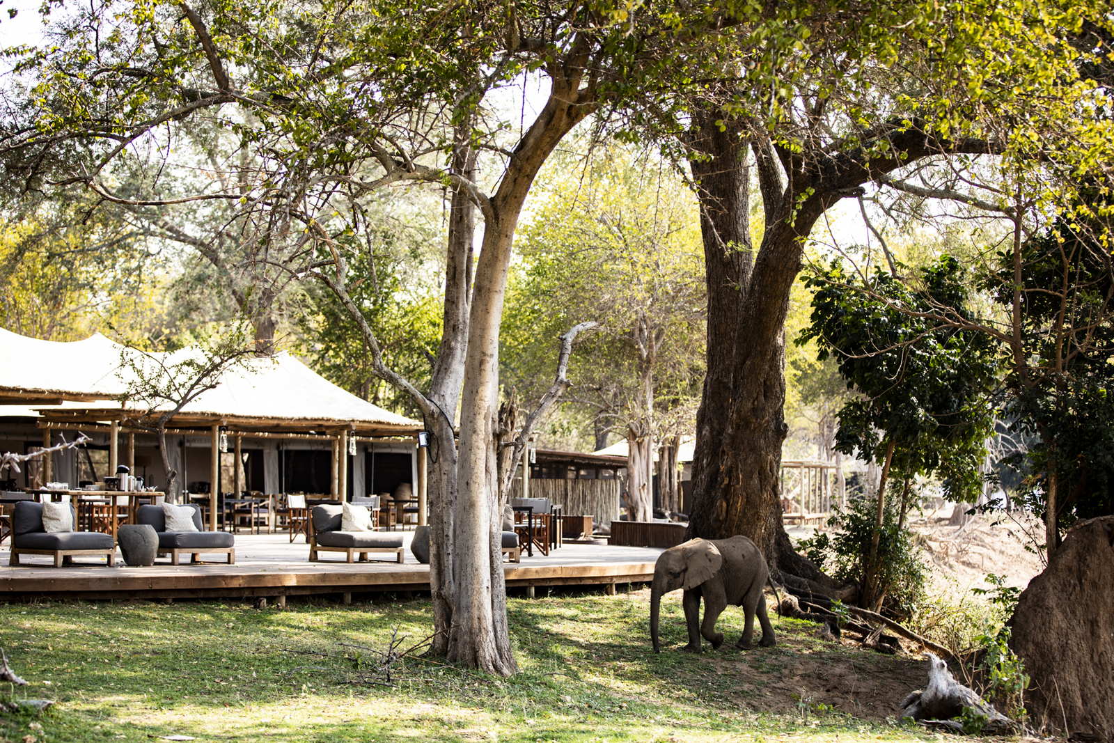 Ruckomechi Camp Ruckomechi Camp: Terasse mit Ausblick auf Elefant