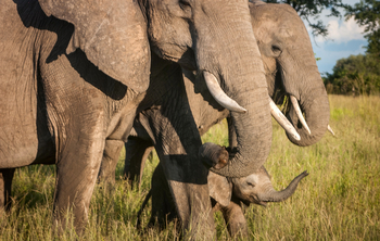 Shawa Luangwa Camp: Baby-Elefant
