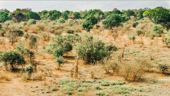 Shawa Luangwa Camp: Giraffen im Gelände
