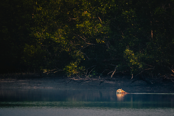 Sunderban Tiger Camp: Schwimmender Tiger