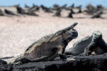 andBeyond Galapagos Explorer: Sonnenbadender Meeresleguan mit Jungtier auf Vulkangestein