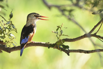 andBeyond Sandibe Okavango Safari Lodge: Woodland Kingfisher