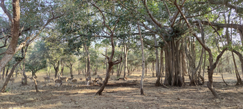 Aramness Aramness: Hirsch fressen Banyanfeigen