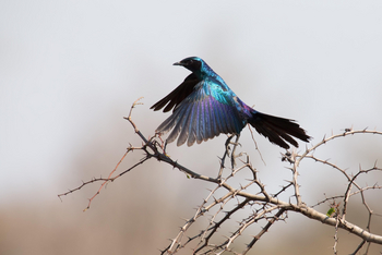 Chundukwa River Lodge: Burchell's Starling
