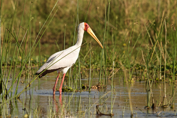 Classic Zambia Safaris Classic Zambia Safaris: Nimmersattstorch