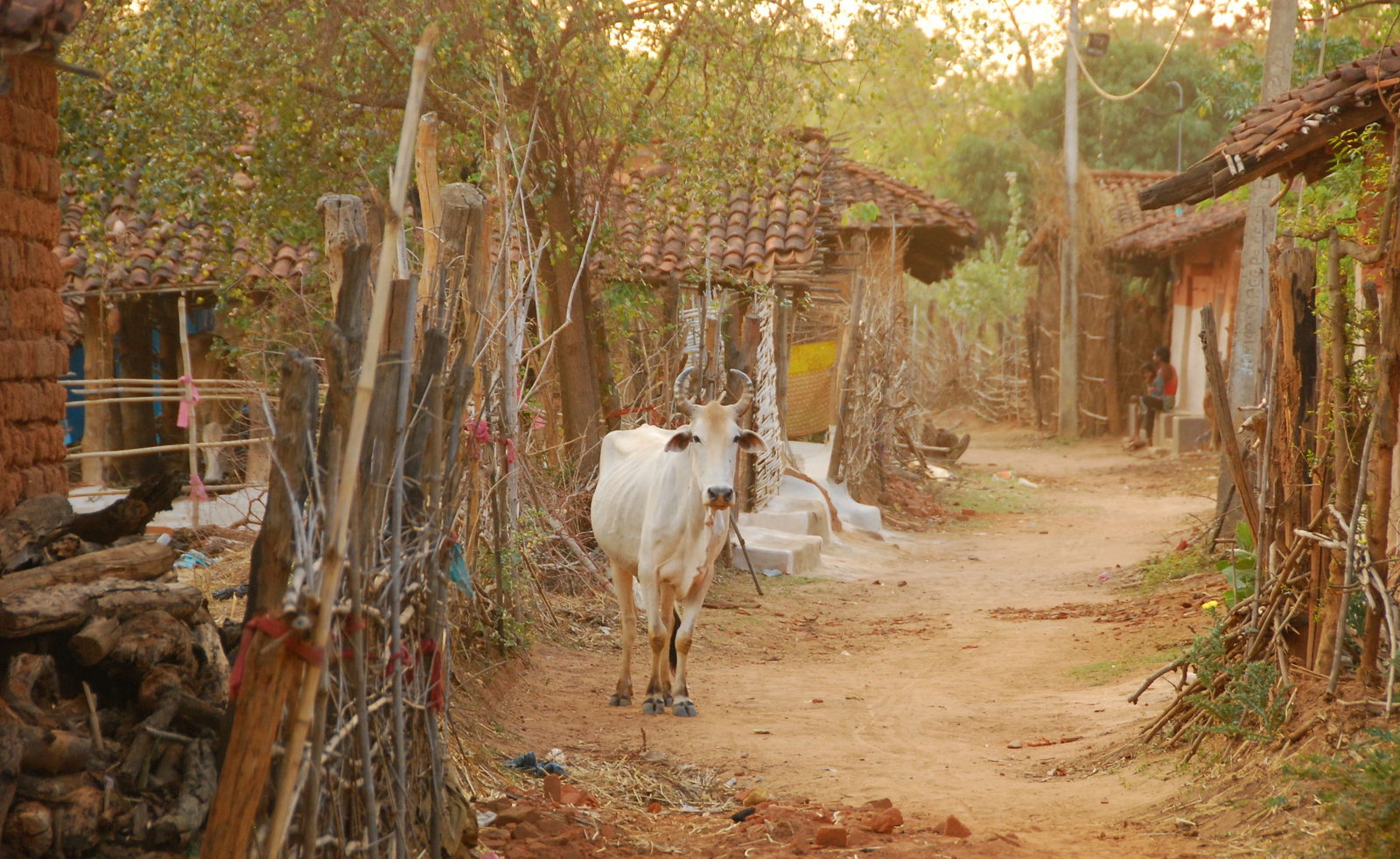 Emerald Tiger Retreat Emerald Tiger Retreat: Kuh