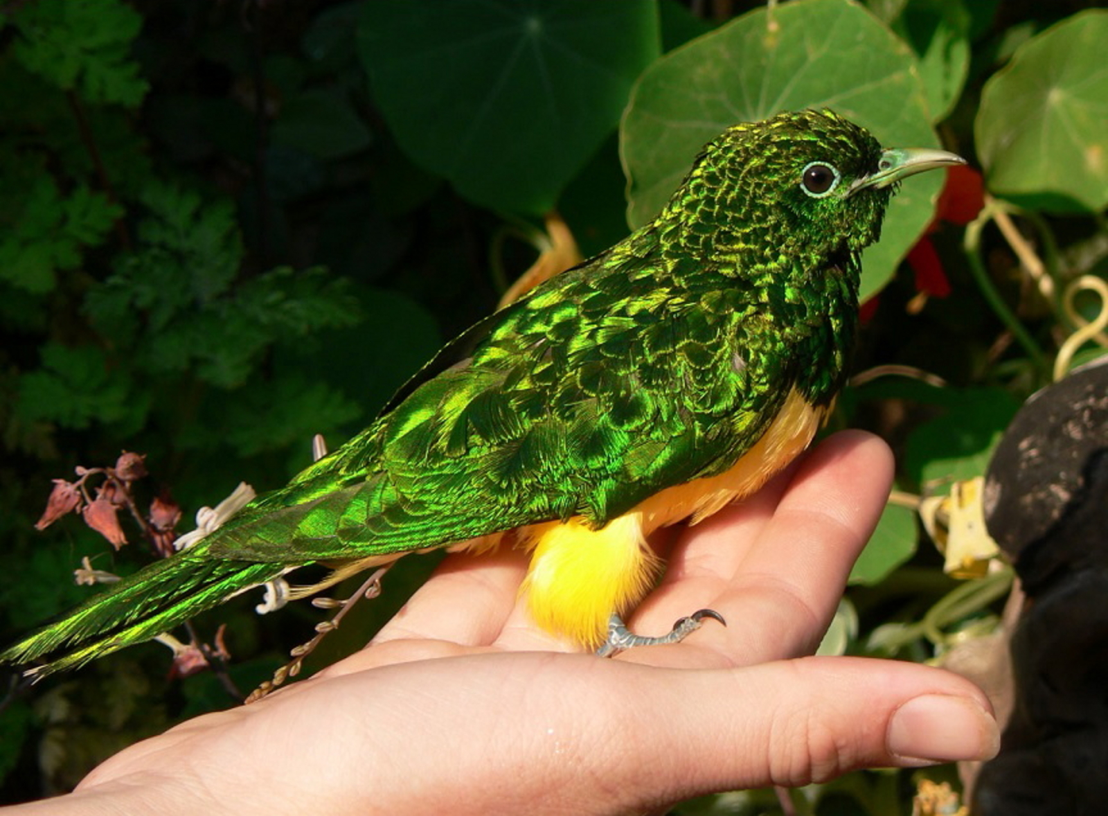 Frog and Fern Cottages Frog and Fern Cottages