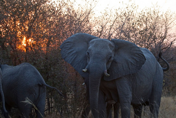 Ghoha Hills Savuti Lodge Ghoha Hills Savuti Lodge: Drohender Elefant