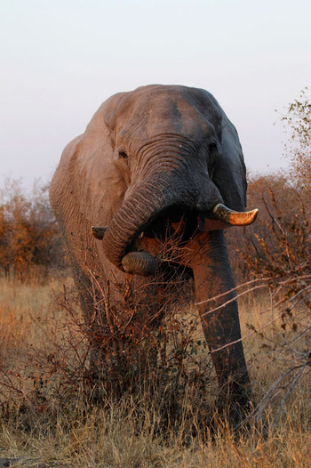 Ghoha Hills Savuti Lodge Ghoha Hills Savuti Lodge: Elefantenbulle