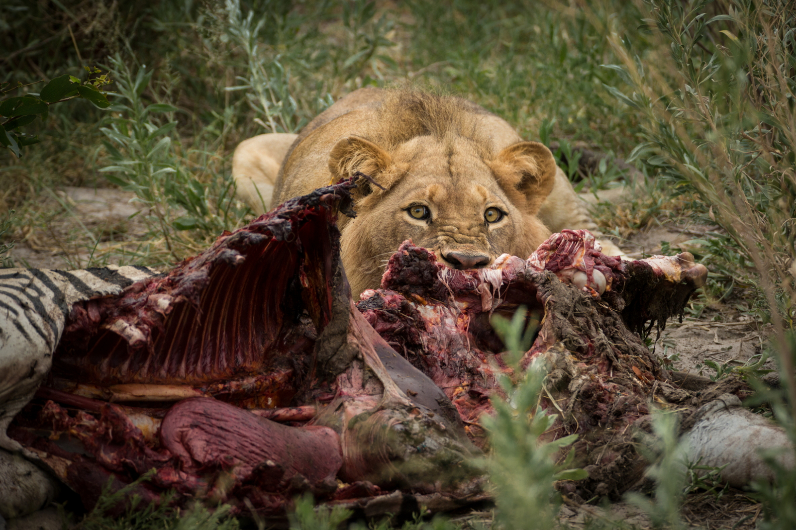 Gomoti Plains Camp Gomoti Plains Camp