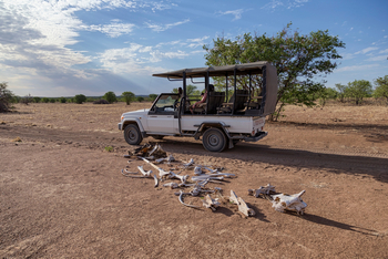 Hobatere Lodge: Game Drives