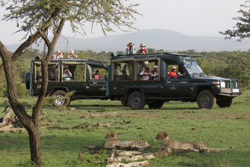 Kicheche Bush Camp: Ruhende Geparden