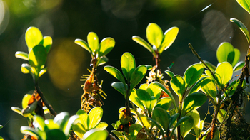 Koroi Forest Camp: Bärentrauben