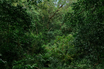 Koroi Forest Camp: Dichter Wald in Arusha