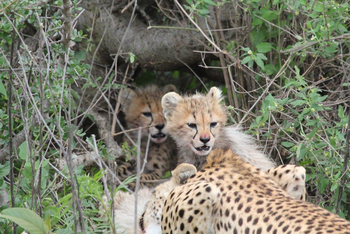 Legendary Mwiba Lodge: Junge Geparden