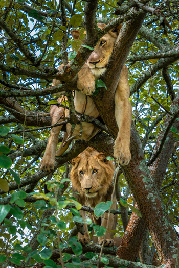 Magashi Camp: Tree-climbing Lions