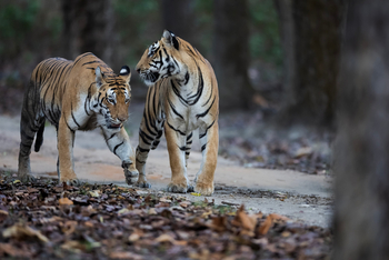 Meru Vann: Junge Tiger