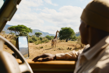 Mkomazi Wilderness Retreat: Giraffe im sonnigen Buschland vom Pirschfahrzeug