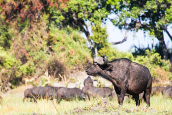 Moanachira Flood Plains: Büffel