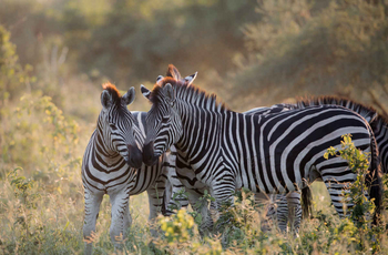 Mogotlho Safari Lodge Mogotlho Safari Lodge: Zebras