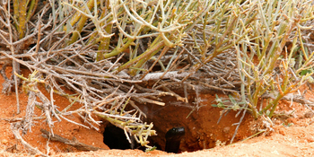 Namtib Desert Lodge: Schwarze Mamba