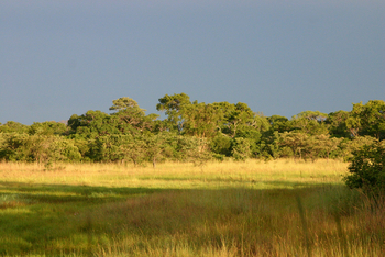 Nanzhila Plains Camp: Dambo