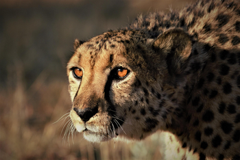 Okonjima Plains Camp: Gepard