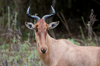 Ol Donyo Lodge: Hartebeest
