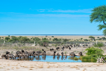 Onguma Reserve: Gnuherde