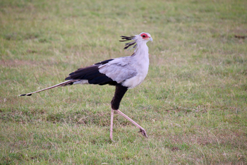 Saruni Samburu: Sekretär