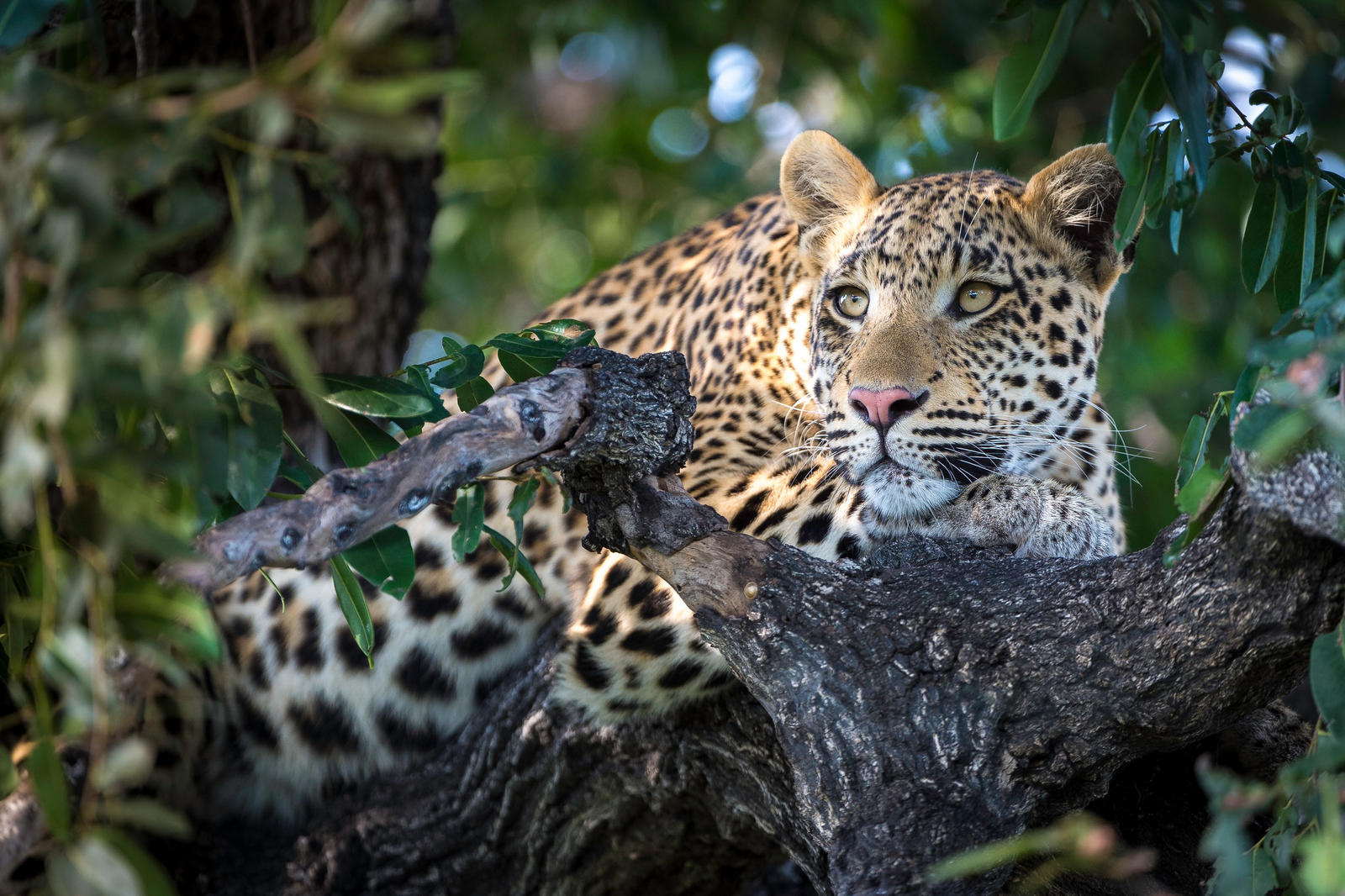 Seba Camp Seba Camp: Leopard