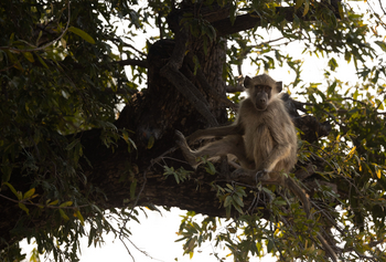Sungani Lodge: Pavian
